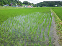 田